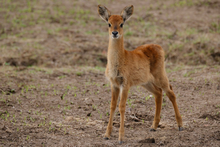 Lolelunga Private Reserve